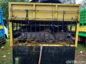 Sengkarut Kasus Virus ASF di Torut: 198 Babi Ditahan-Satgas Diancam Preman Sengkarut Kasus Virus ASF di Torut: 198 Babi Ditahan-Satgas Diancam Preman