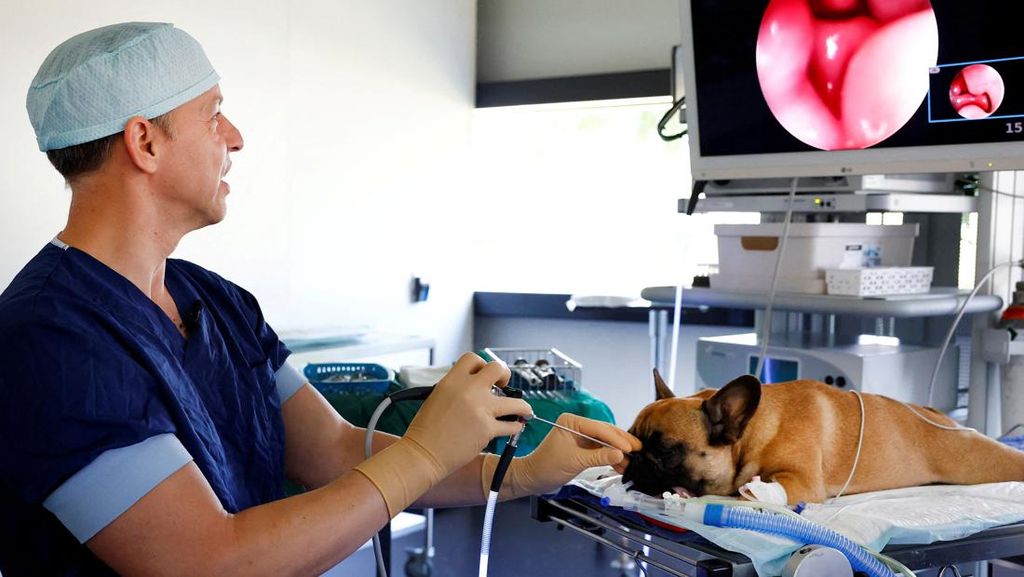 Bulldog dengan Masalah Pernapasan Berhasil Dioperasi, Begini Momennya Bulldog dengan Masalah Pernapasan Berhasil Dioperasi, Begini Momennya
