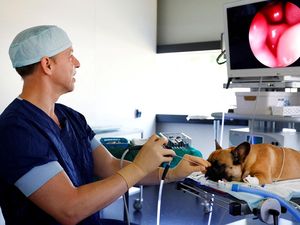 Bulldog dengan Masalah Pernapasan Berhasil Dioperasi, Begini Momennya Bulldog dengan Masalah Pernapasan Berhasil Dioperasi, Begini Momennya