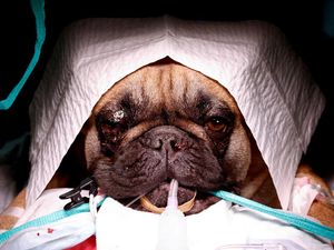 Misteri Penyakit Pernapasan Menular Anjing yang Menyebar di AS, Ini Kata Peneliti