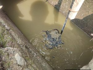 Tolong! Kotoran Ternak Sapi Cemari Lingkungan Warga Pancoran Jaksel