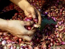 Petani Teriak Harga Bawang Merah Anjlok, Begini Respons Badan Pangan