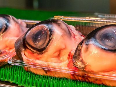 10 Makanan Ekstrem di Dunia Ini Bikin Bergidik, Berani Coba?