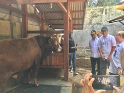 Kementan Siapkan 3,2 Juta Ton Sapi Kurban Idul Adha 2023