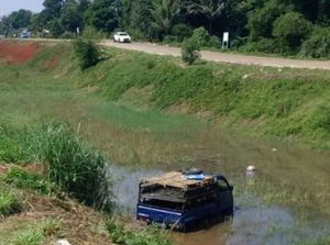 Pikap Angkut Hewan Kurban Terperosok di Bogor, Kambing-kambing Berlarian