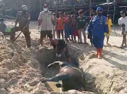 3 Bangkai Sapi Mati Ditemukan Mengambang di Pantai Klandasan Ulu Balikpapan