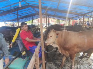 Pedagang Hewan Kurban Berdatangan ke Semarang, Pemkot: Wajib Lapor Lurah Pedagang Hewan Kurban Berdatangan ke Semarang, Pemkot: Wajib Lapor Lurah