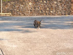 Kawanan Monyet Teror Warga Bulu Sukoharjo, Sering Jarah Jajanan di Warung