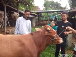 Kisah Sukses Peternak Muda Kuningan hingga Kirim Sapi ke Istana Kepresidenan