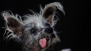 Ini Potret Anjing Terjelek di Dunia, Kamu Setuju?