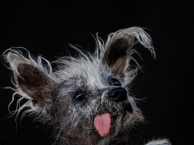 Ini Potret Anjing Terjelek di Dunia, Kamu Setuju?