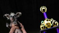 Potret Scooter, Pemenang Kontes Anjing Terjelek di Dunia