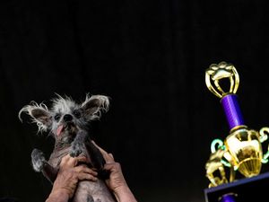 Potret Scooter, Pemenang Kontes Anjing Terjelek di Dunia Potret Scooter, Pemenang Kontes Anjing Terjelek di Dunia