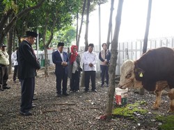 Menag Serahkan Sapi Kurban ke Masjid Istiqlal, Beratnya Capai 800 Kilogram