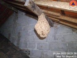 Ada Sarang Tawon di Rumah? Ini Artinya Menurut Feng Shui