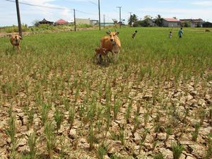 BMKG Catat 63% Wilayah Indonesia Sudah Terdampak El Nino