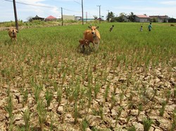 BMKG Catat 63% Wilayah Indonesia Sudah Terdampak El Nino
