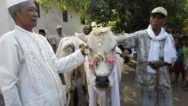 Tradisi Manten Sapi di Pasuruan dilakukan saat Idul Adha (lebaran Idul Adha/Foto: news.detik.com)