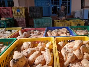 Mengenal Desa Cilembu, Daerah Penghasil Ubi Termasyhur di Indonesia