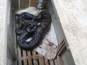 Hiii! Ular Sowo Kembang 3,2 Meter Ngumpet di Kandang Ayam Banyusari Magelang