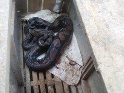 Hiii! Ular Sowo Kembang 3,2 Meter Ngumpet di Kandang Ayam Banyusari Magelang