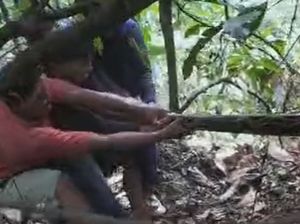 Piton 7 Meter Mangsa Babi di Bone Bikin Geger, Dibunuh-Dibuang ke Sungai Piton 7 Meter Mangsa Babi di Bone Bikin Geger, Dibunuh-Dibuang ke Sungai