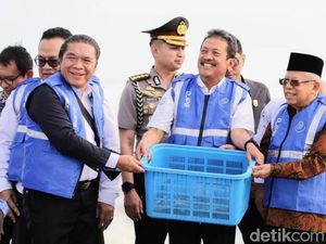 Panen Udang Vaname di Kebumen, Wapres Maruf Amin Minta Pasar Diperluas