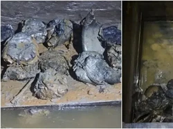 Wow! Dumpling Berusia 2.000 Tahun Ditemukan di China