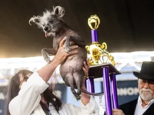 Penampakan Anjing Terjelek Sedunia 2024 Penampakan Anjing Terjelek Sedunia 2024