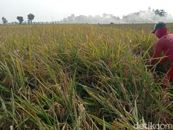 Bukti Indramayu Jadi Lumbung Padi Terbesar di Jabar