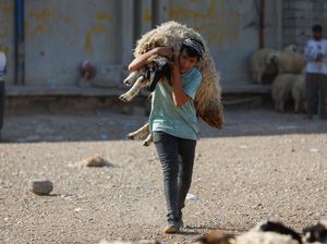 Beli dan Gendong Sendiri Hewan Kurbanmu