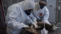 Brasil Konfirmasi 50 Kasus Flu Burung Pada Hewan Liar