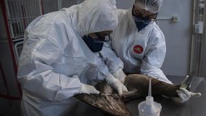 Brasil Konfirmasi 50 Kasus Flu Burung Pada Hewan Liar