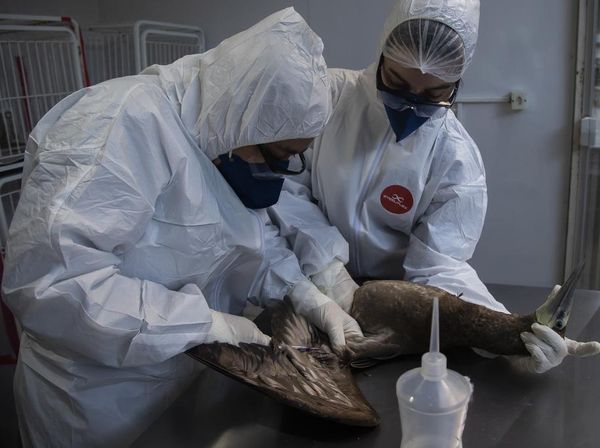 Brasil Konfirmasi 50 Kasus Flu Burung Pada Hewan Liar