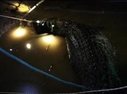 Kronologi Pria di Kutim Hilang hingga Ditemukan Dalam Perut Buaya