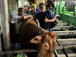 Uya Kuya Borong 3 Sapi Metal dari Kemalang Klaten, Begini Kisahnya