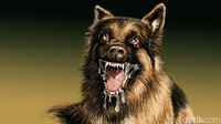 Geger 3 Anak Digigit Anjing Liar Semalam di Banyuasri Buleleng