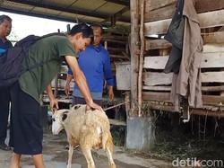 Cerita Irfan Kumpulkan Uang hingga Beli Hewan Kurban Pakai Koin
