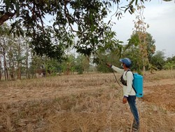 Basmi Lalat Buah, Kementan Optimistis Ekspor Mangga Bakal Melejit