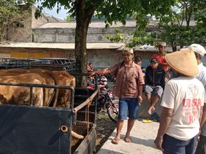 25 Tim Dikerahkan Awasi Kesehatan Hewan Kurban di Klaten