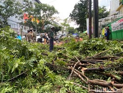 Pohon Raksasa di Bandung Tumbang Diterjang Hujan Disertai Angin Kencang