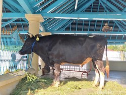 Tata Cara Menyembelih Hewan Kurban Sesuai Syariat Islam