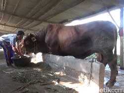 Penampakan Sapi Kurban Jokowi Seberat 1,1 Ton dari Lumajang