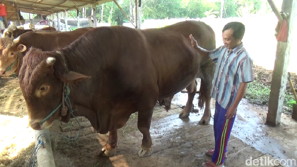 Potret Sapi Kurban Jokowi di Berbagai Daerah, Harga di Atas Rp 100 Juta
