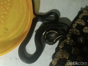Ulah Ular Nongkrong di Dapur Bikin Panik Warga Sekejati Bandung Ulah Ular Nongkrong di Dapur Bikin Panik Warga Sekejati Bandung