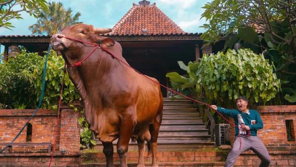 Wow! Segini Bobot Wariso, Sapi Kurban Milik Irfan Hakim Wow! Segini Bobot Wariso, Sapi Kurban Milik Irfan Hakim