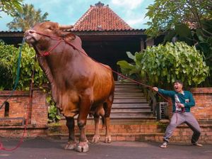 Wow! Segini Bobot Wariso, Sapi Kurban Milik Irfan Hakim Wow! Segini Bobot Wariso, Sapi Kurban Milik Irfan Hakim