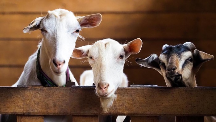 Funny goats family in farm. Goats peek out of the fence