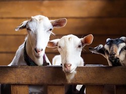 5 Hikmah Melaksanakan Akikah bagi Umat Islam