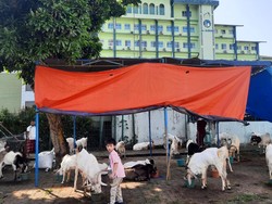 Al-Azhar Seluruh Indonesia Potong 816 Ekor Hewan Kurban Idul Adha Besok